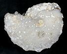Agate/Chalcedony Replaced Ammonite Fossil #25502-1